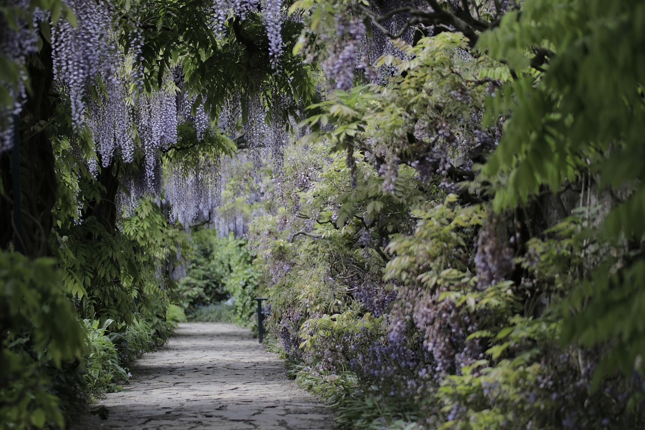 path flower wallpaper flower background trees wisteria flowers way beautiful flowers garden bloom blossom spring nature