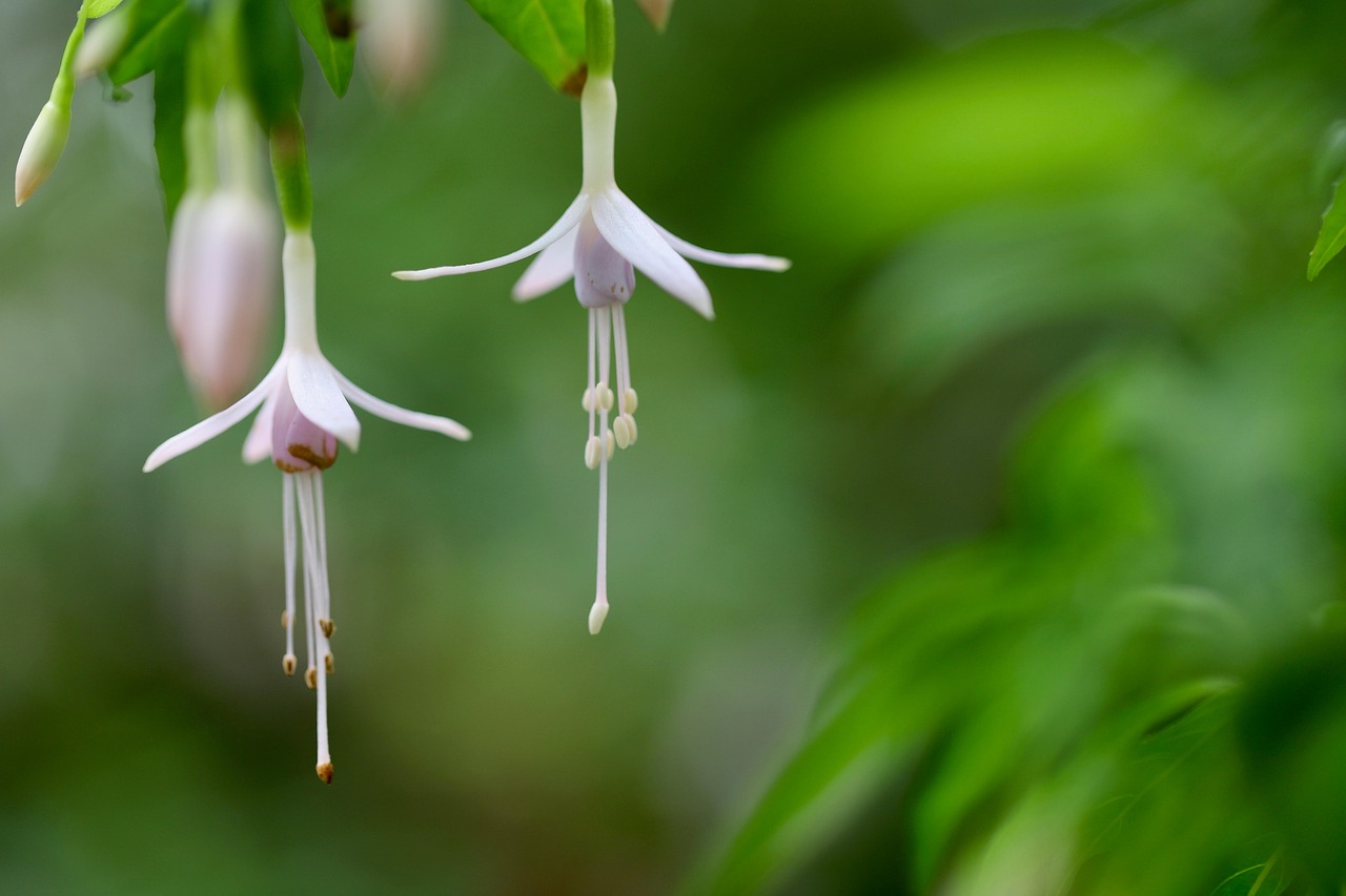 fuchsia scarlet fuchsia flower wallpaper flower background dainty fuchsia plant fuchsia magellanica stamens hanging flowers beautiful flowers ornamental plant balcony plant container plant nature close up blossoms flower pistils garden shrub flora