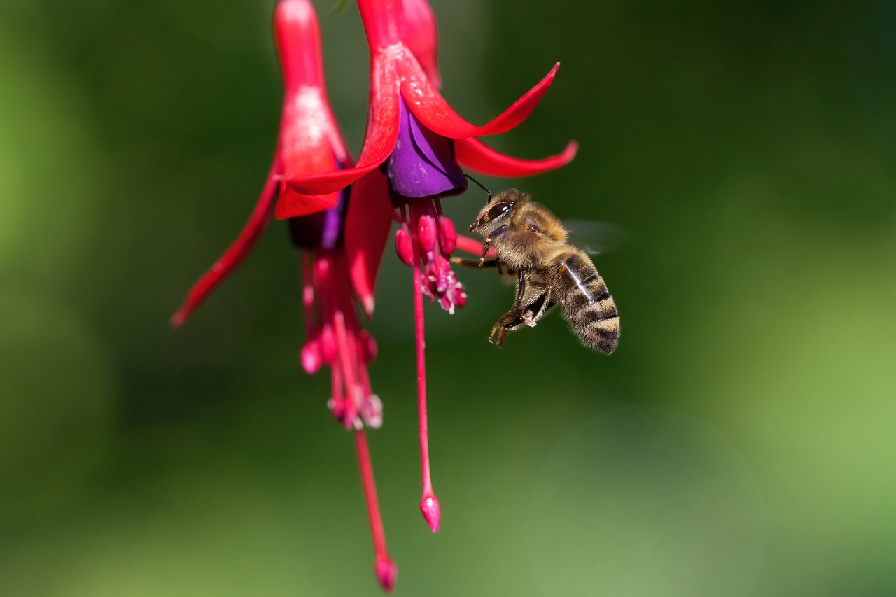insect honey bee entomology flower wallpaper species pollination nature close up fuchsia flowers flower background beautiful flowers world bee day red flower