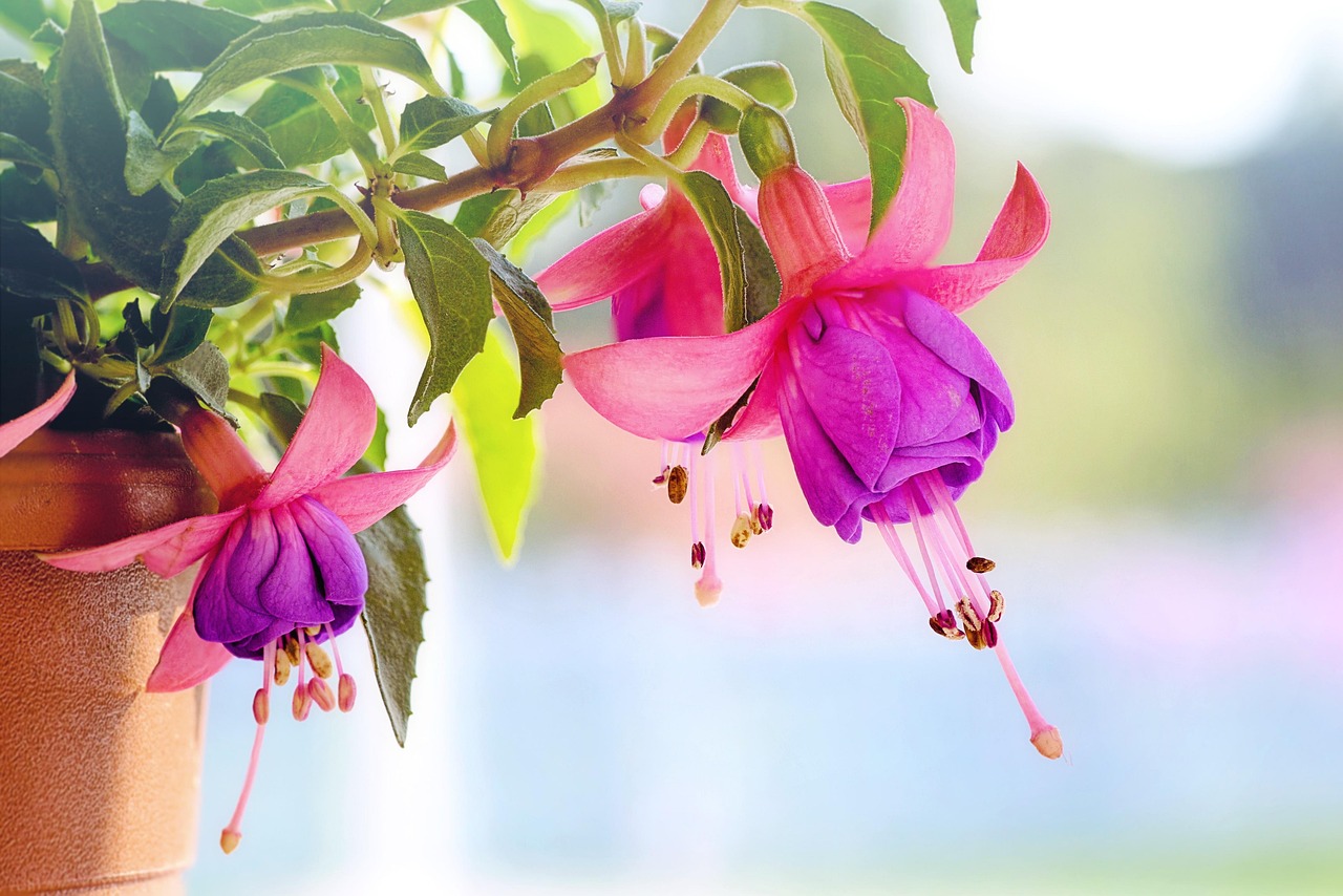 pink flowers blossoms flower background macro beautiful flowers purple spring flower wallpaper summer nature floral garden blooming springtime
