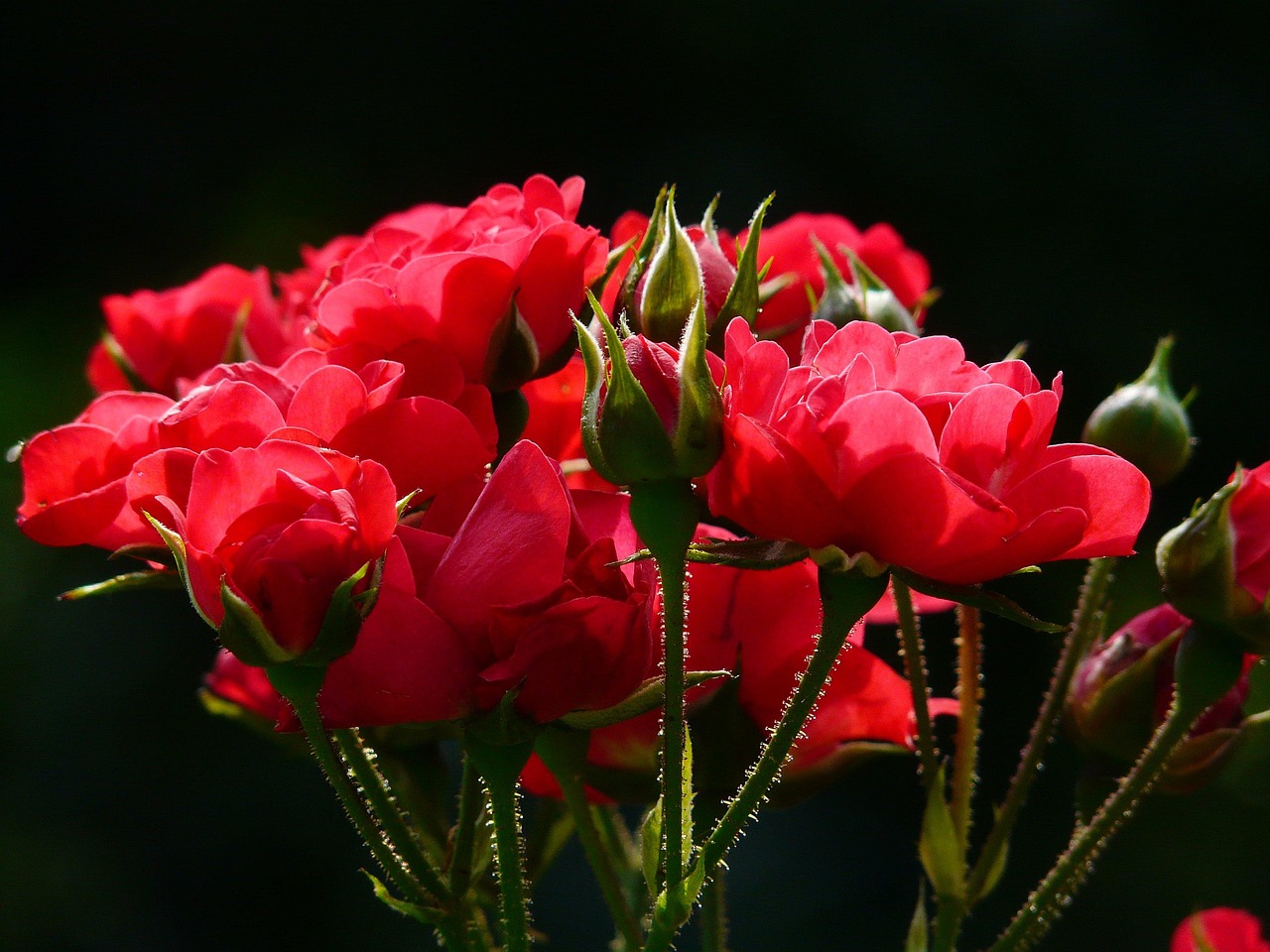 flowers bud roses beautiful flowers flower background red roses bloom blossom flowering plant flower wallpaper nature ornamental plant plant flora closeup