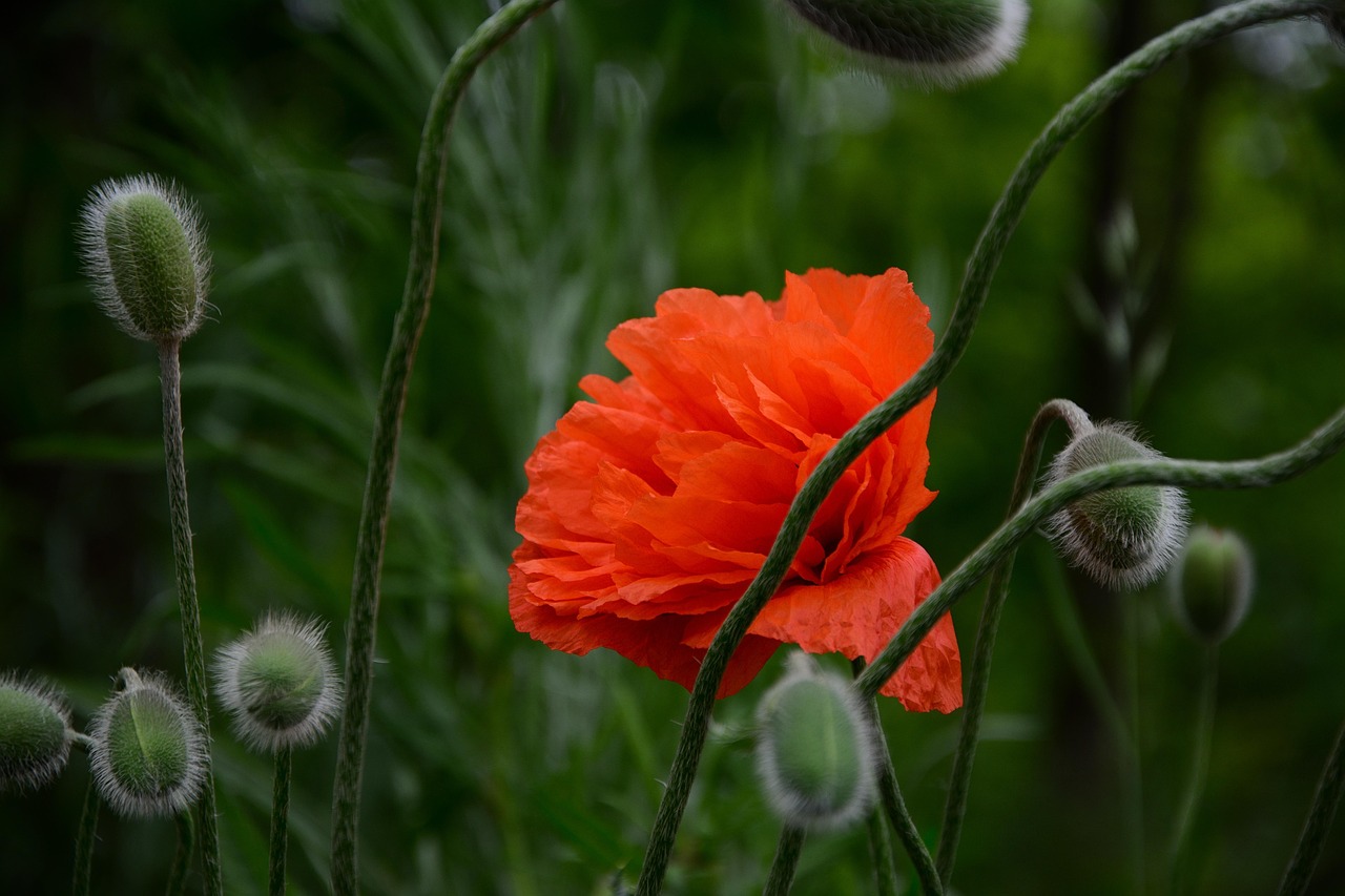 flower poppy beautiful flowers bud flora botany poppy capsules flower background plant flower wallpaper nature