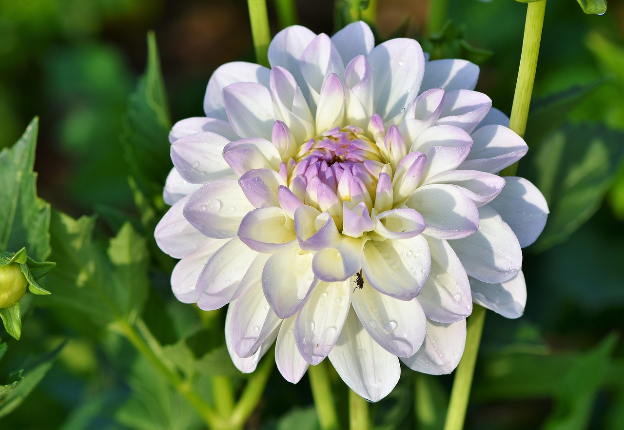 dahlia dahlias bud beautiful flowers flower bud garden dahlia flower wallpaper garden plant blossom bloom flower background plant bloom flora nature