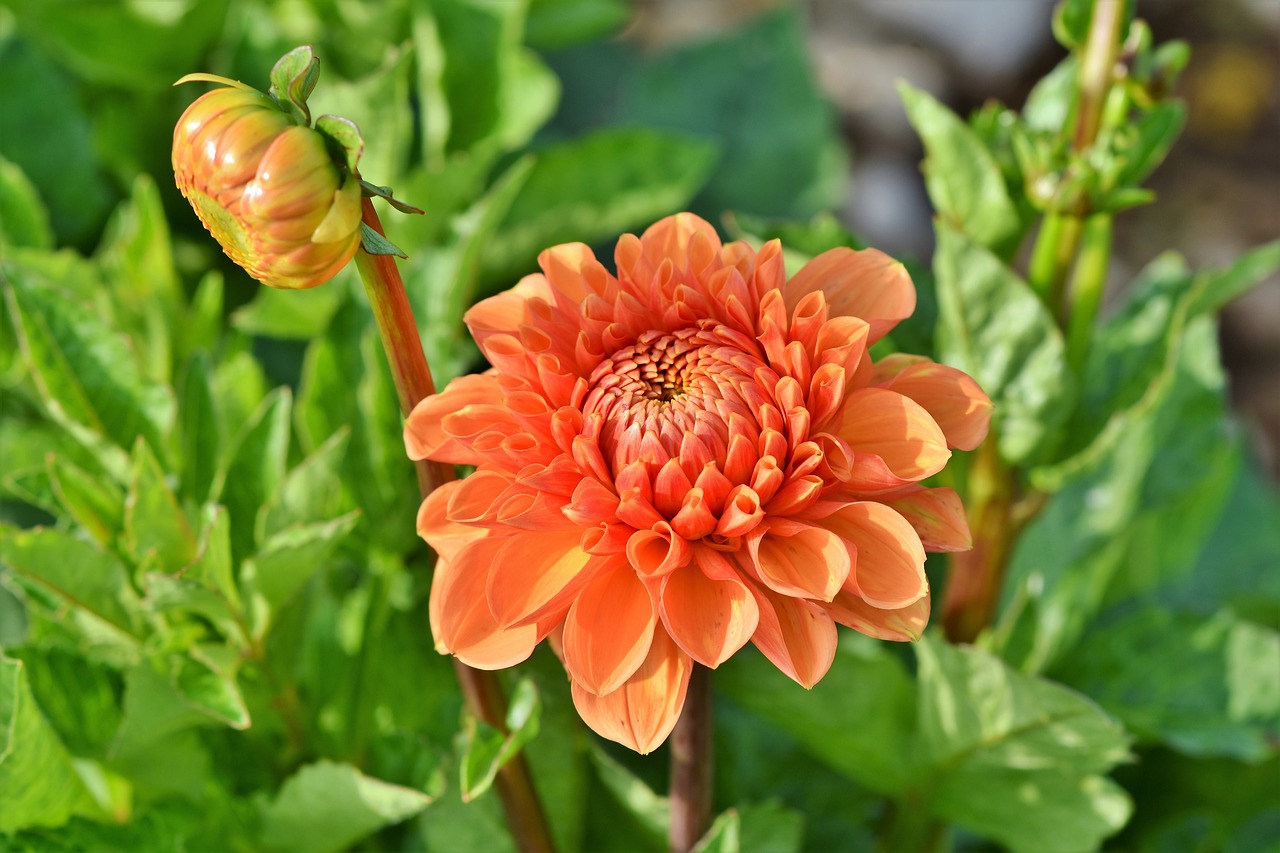 dahlia dahlias bud flower background flower bud garden dahlia beautiful flowers garden plant blossom bloom plant flower wallpaper bloom flora nature pink