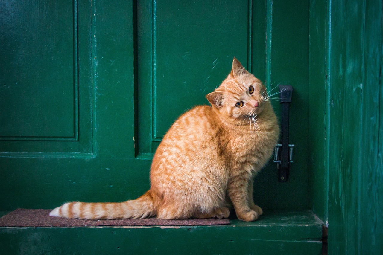 cat front door nature pet feline animal