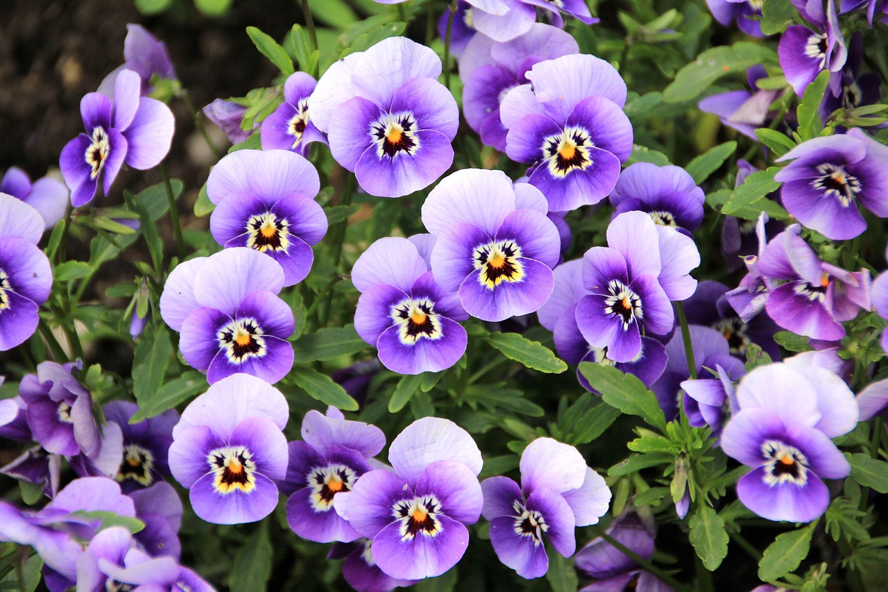 flowers pansy garden nature violet garden pansy beautiful flowers flower background flower wallpaper purple flowers bloom blossom flowering plant ornamental plant plant flora closeup