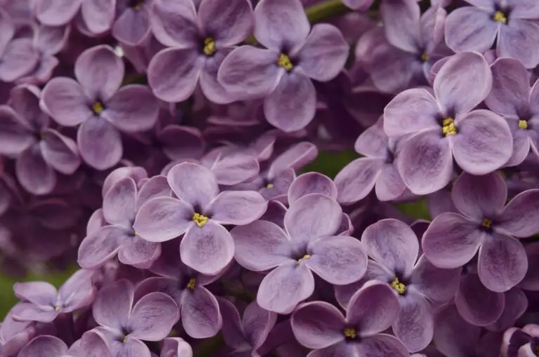 Comment planter et entretenir les lilas