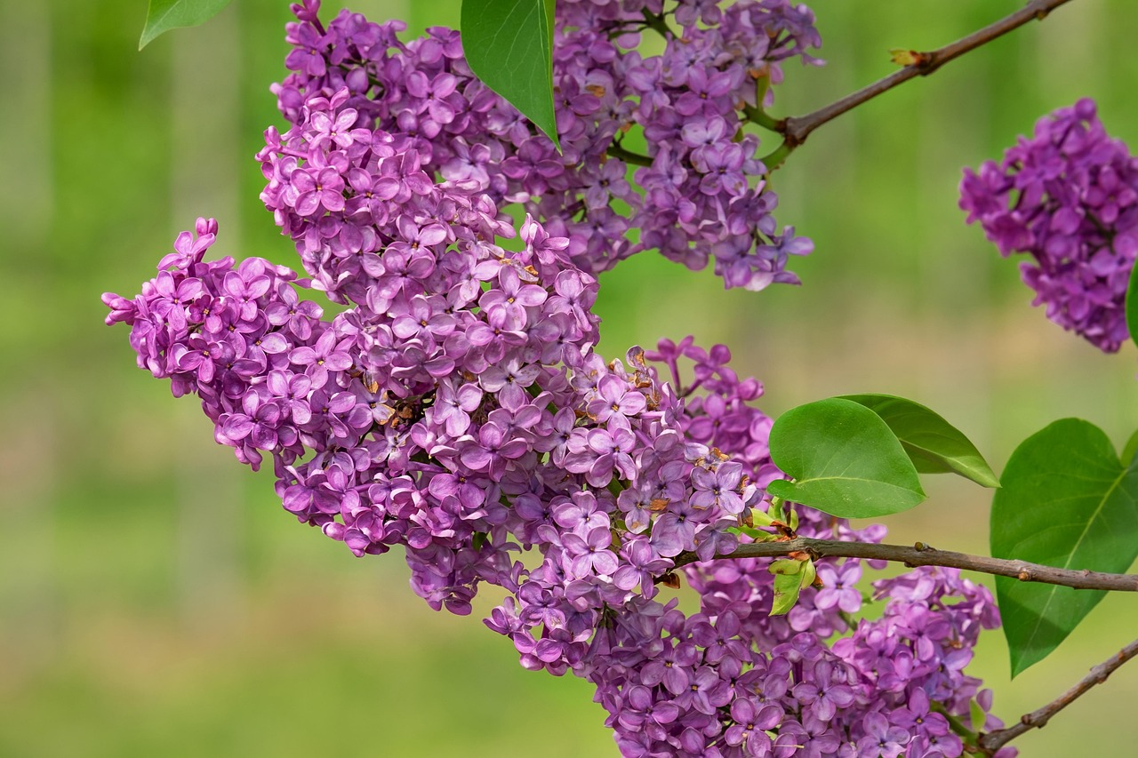 lilac lilac blossom bloom violet spring lilac tree ornamental shrub branches lilac umbels plant olive tree lilac bush petals nature lilac lilac lilac blossom lilac tree lilac tree lilac tree olive tree olive tree lilac bush lilac bush lilac bush lilac bush lilac bush nature