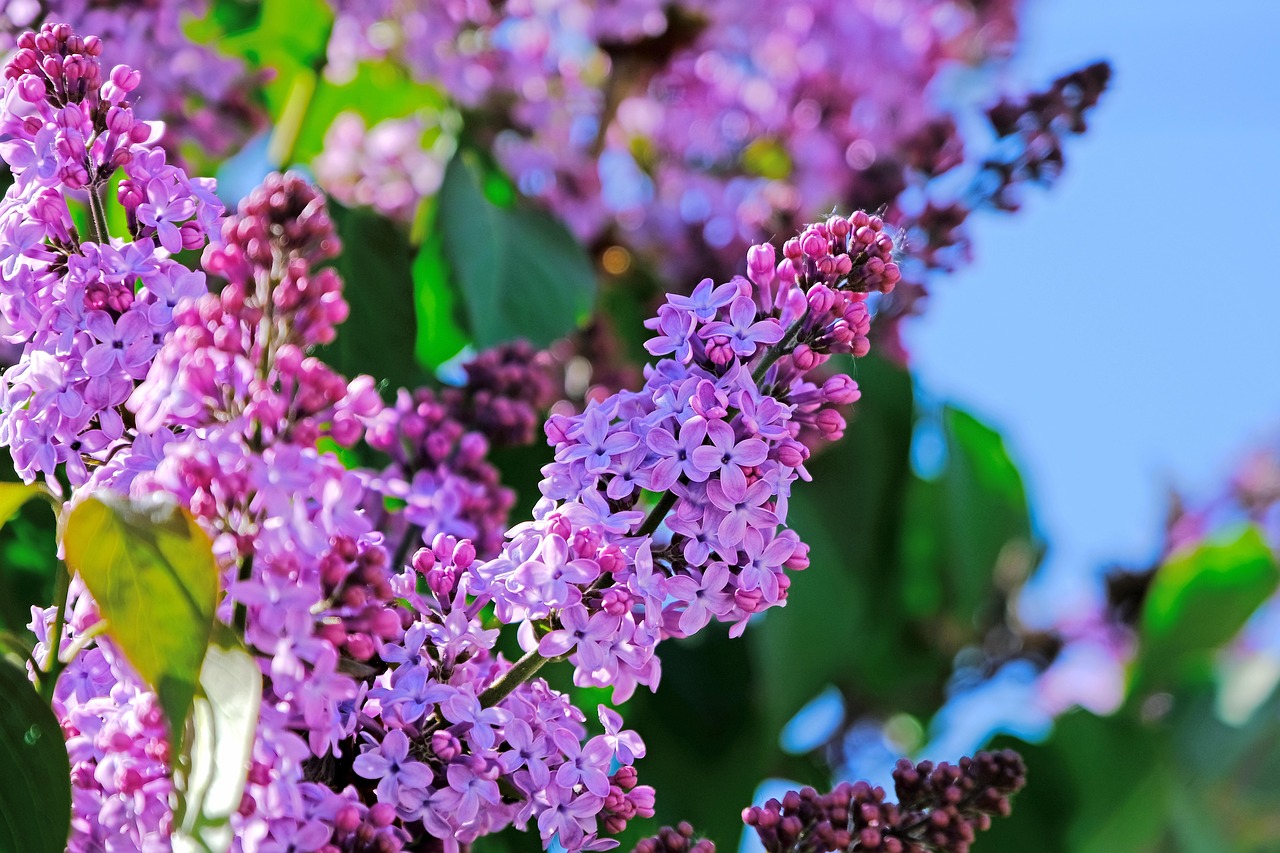 lilac shrub nature bloom blossoms violet fragrance lilac bush purple lilac lilac bush lilac bush lilac bush lilac bush lilac bush