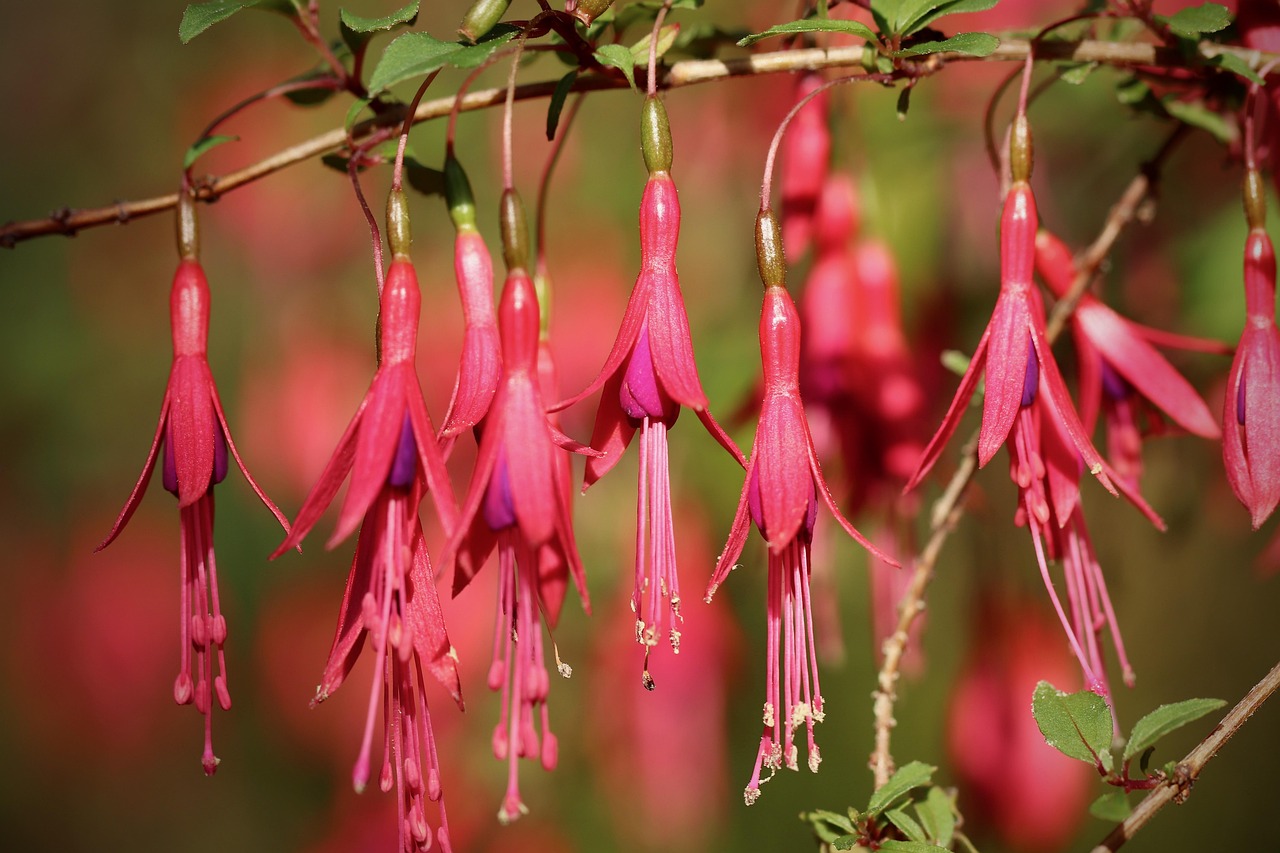 fuchsia fuchsia magellanica scarlet fuchsia blossoms petals stamens shrub red bloom fuchsia fuchsia fuchsia fuchsia fuchsia