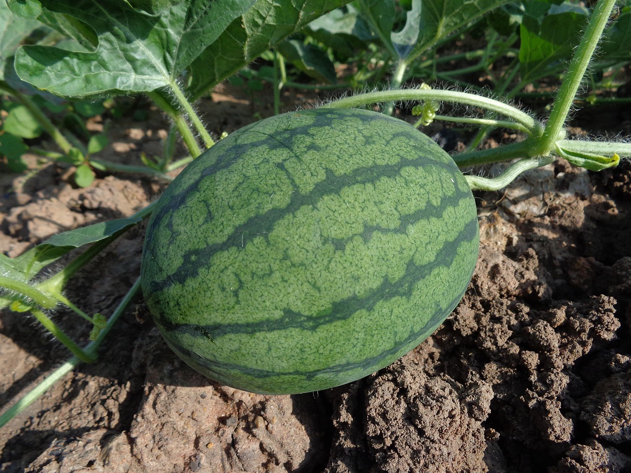 watermelon fruit harvest produce organic garden farm gardening farming nature plantation agriculture cultivation fresh watermelon fresh fruit soil