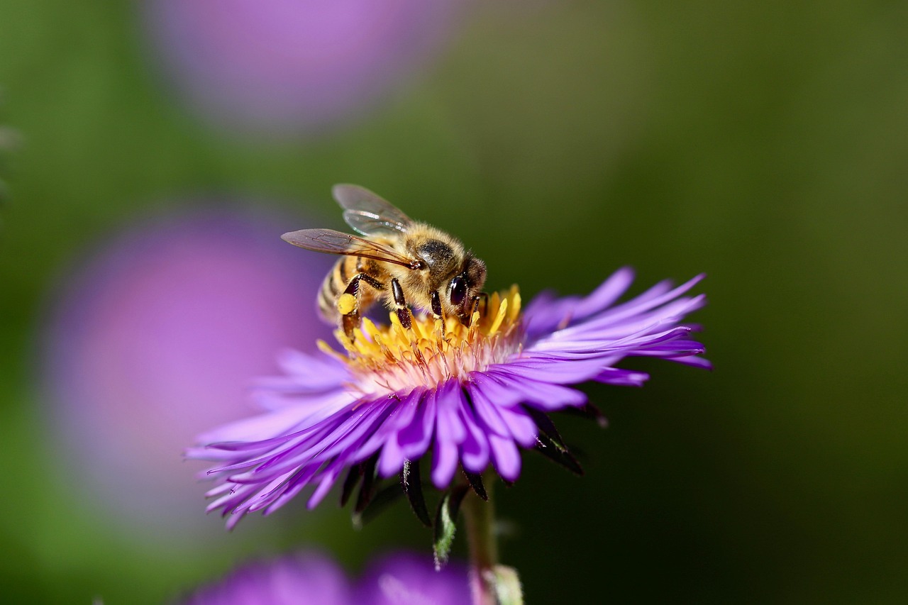 honey bee bee aster insect aster blossom flower stamens petals pollination beautiful flowers purple flower wildlife nature close up pollinate flower wallpaper plant blossom flower background bloom