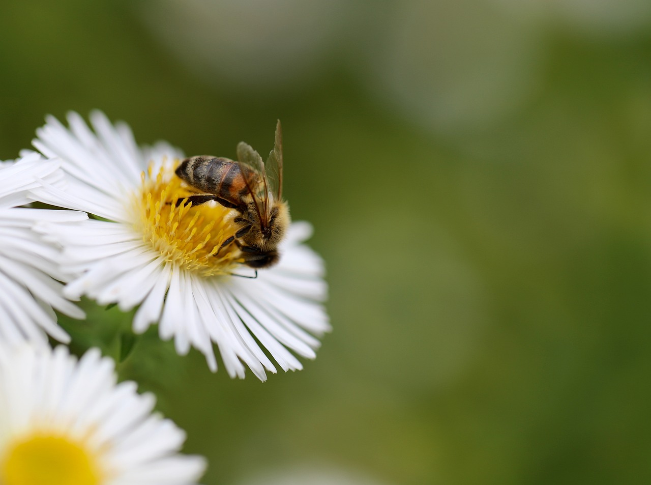 bee honey bee insect pollination aster white flower pollinate petals white flowers bee bee bee bee bee honey bee