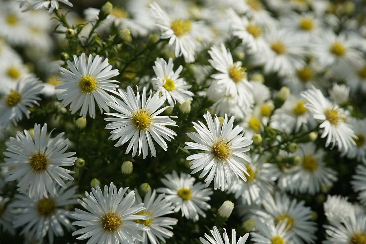 aster beautiful flowers flower background white aster flowers autumn fall flower wallpaper nature botany bloom blossom petals