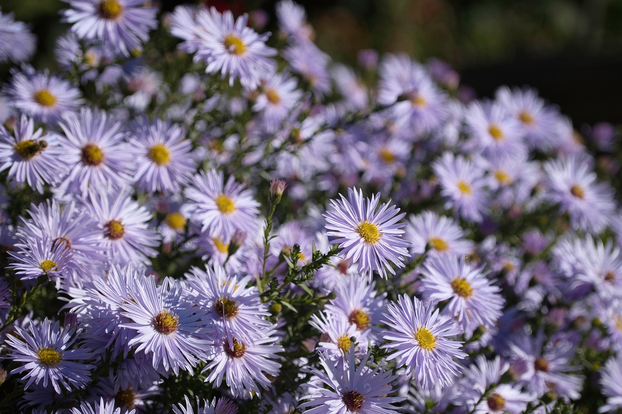 flower mountain aster asters beautiful flowers blossoms sea of flowers violet flower wallpaper flower background purple plant nature flora