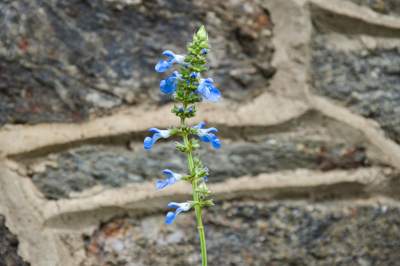 snapdragon blue nature beautiful flowers flower wallpaper flower background flower garden spring snapdragon plant