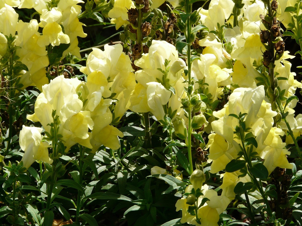 snapdragons big snapdragon blossom bloom flower yellow antirrhinum majus garden snapdragon plantain plant plantaginaceae snapdragon beautiful flowers antirrhinum flower wallpaper brown root family scrophulariaceae ornamental plant nature flower background ornamental flower garden flower
