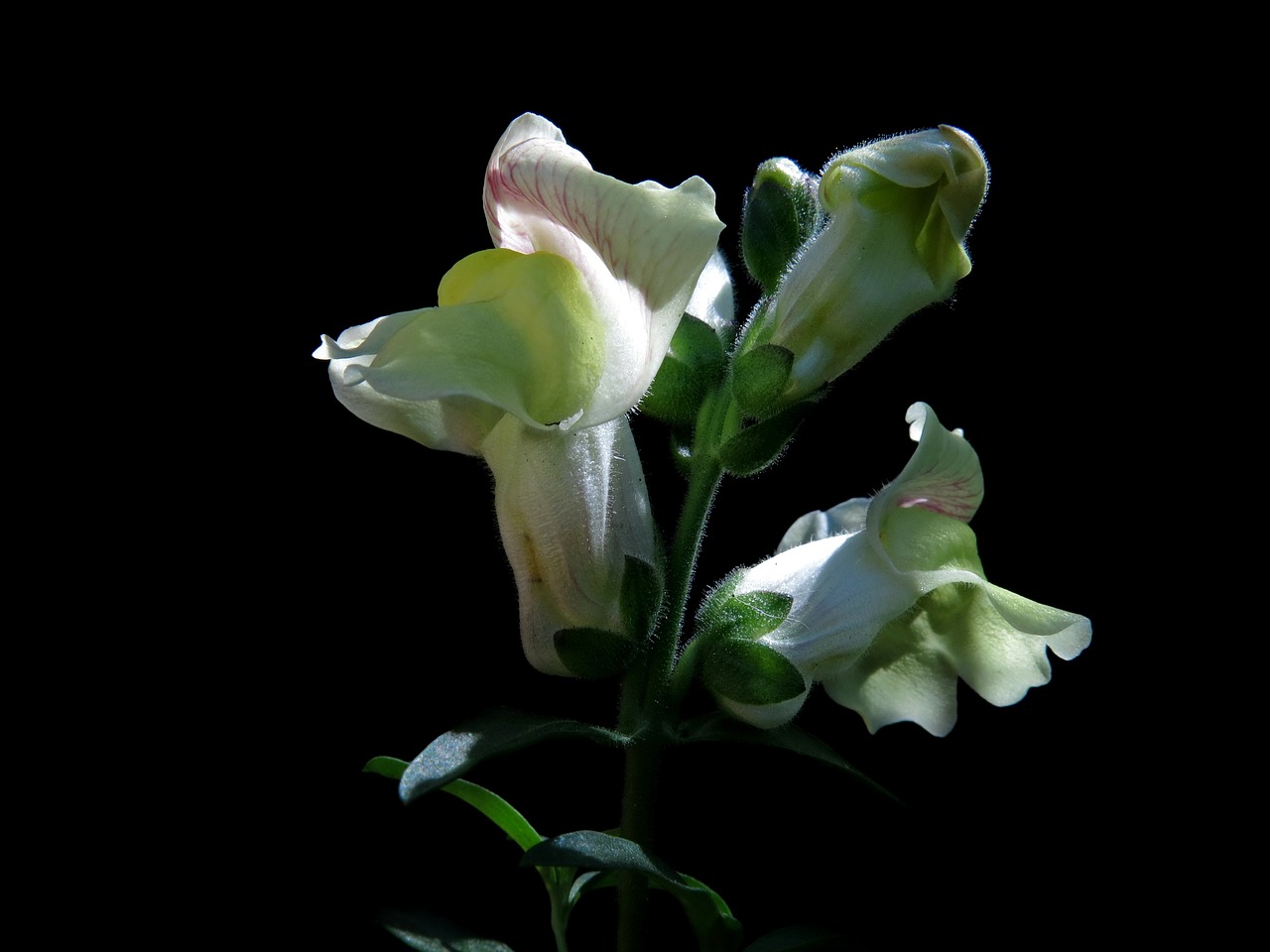 snapdragon snapdragons blossom bloom beautiful flowers flower flower wallpaper garden flower garden snapdragon flower background summer flower antirrhinum nature