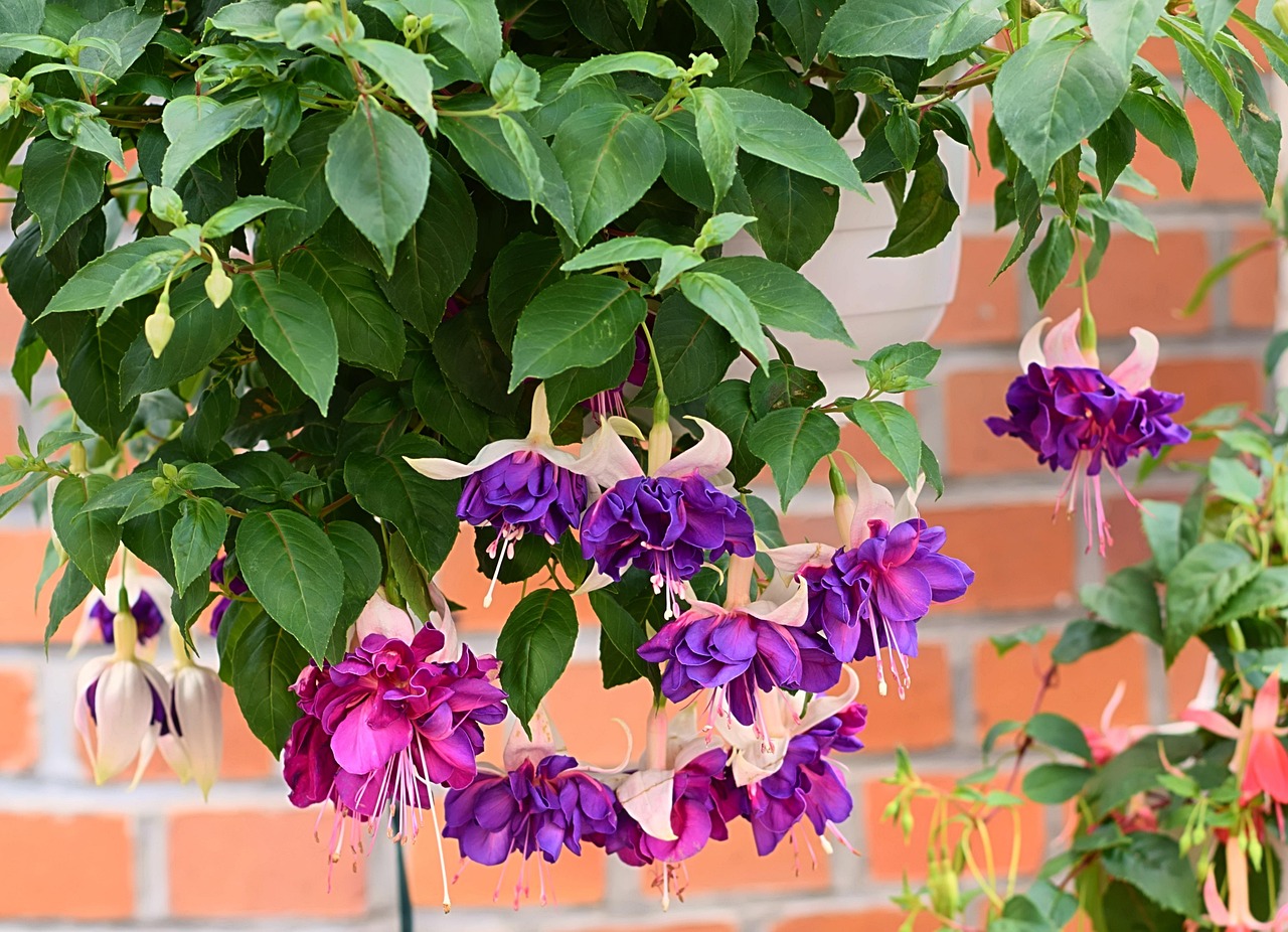 fuchsia blossom bloom violet nature fuchsia flowers evening primrose plant hang plant