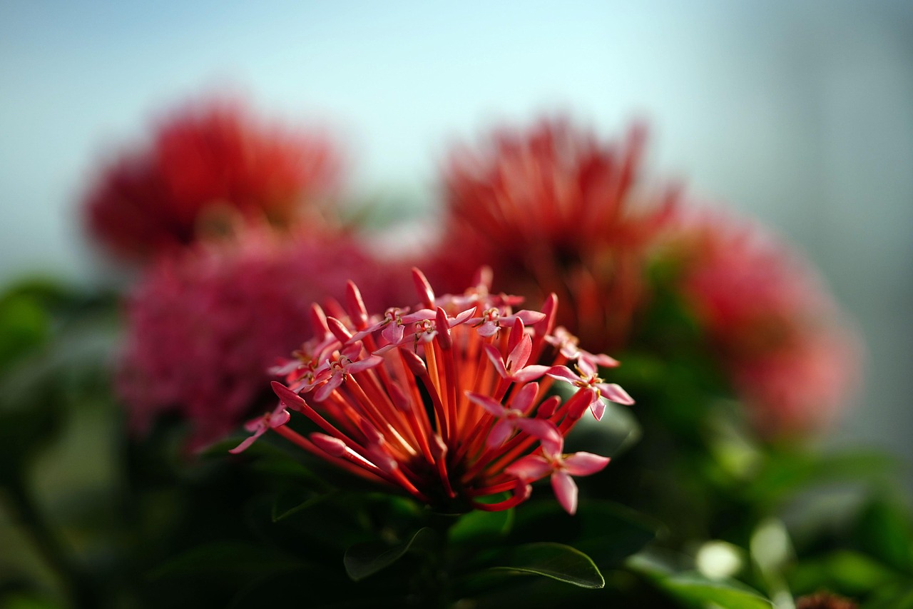jungle geranium flowers ixora coccinea flora beautiful flowers shrub flower background nature flower wallpaper garden