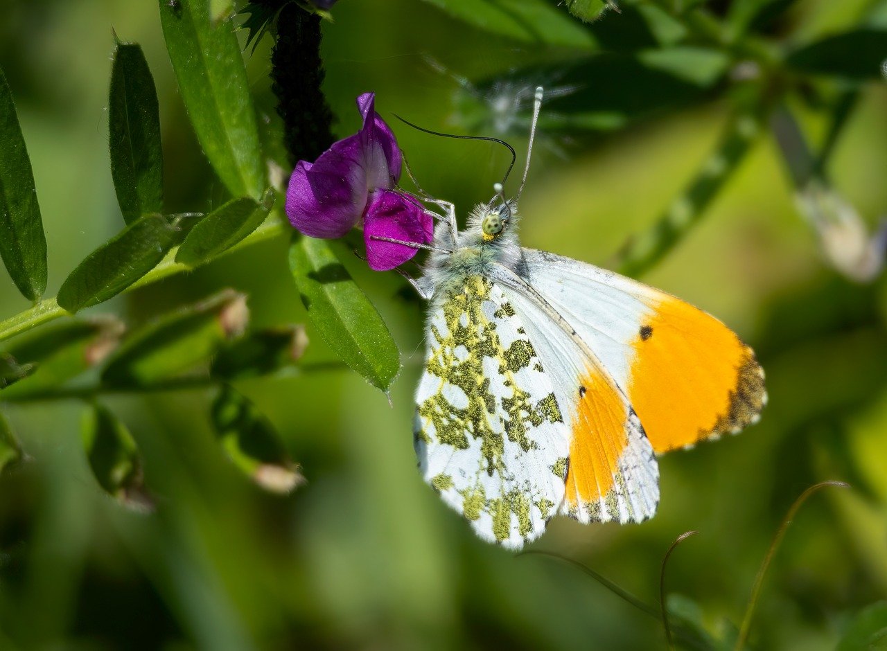 orange tip butterfly nature insect fauna lepidoptera pollinator pattern
