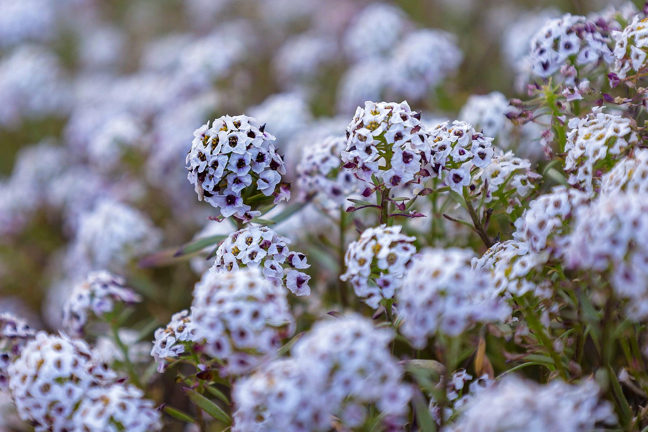 flowers petals plants flowering flower wallpaper bloom flower background garden spring beautiful flowers nature