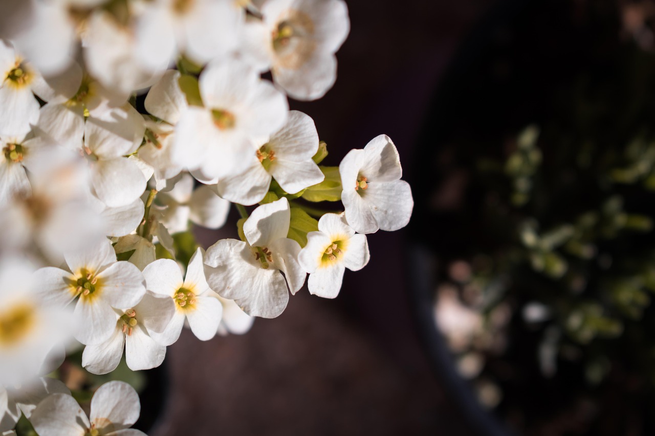 flower alyssum brassicaceae beauty bloom flower background flower wallpaper blooming nature blossom blossoming botany closeup decoration flora floral flourish fresh beautiful flowers garden growing