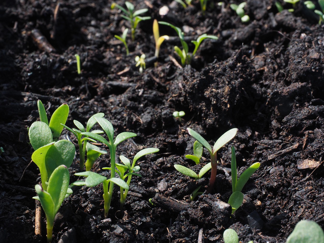 flower sowing growth nature seedlings plant potting soil flower wallpaper beautiful flowers flower background seed grow