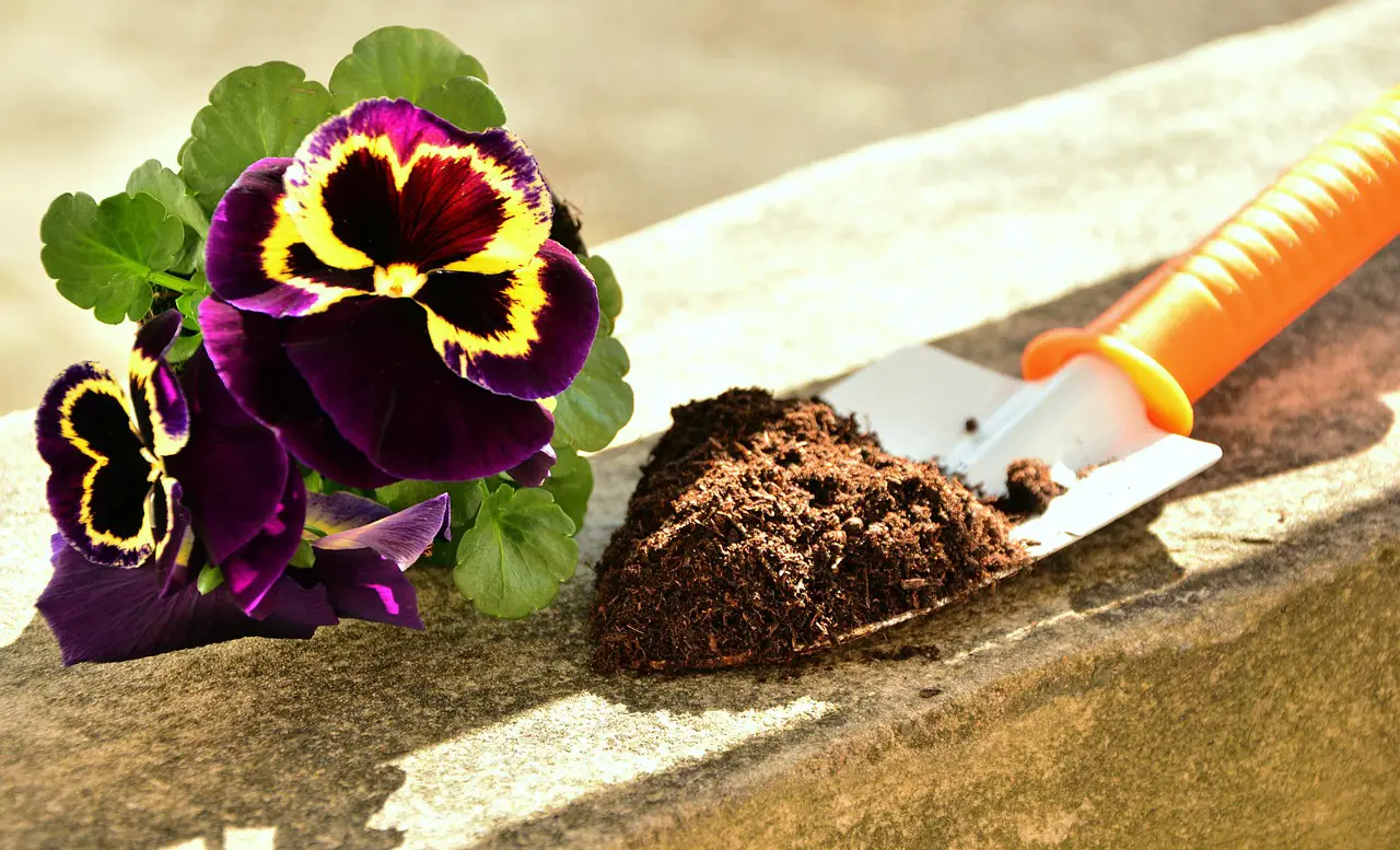 plants pansy garden earth shovel plant flowers spring nature potting soil gardening pansy shovel shovel shovel shovel shovel potting soil potting soil potting soil potting soil potting soil