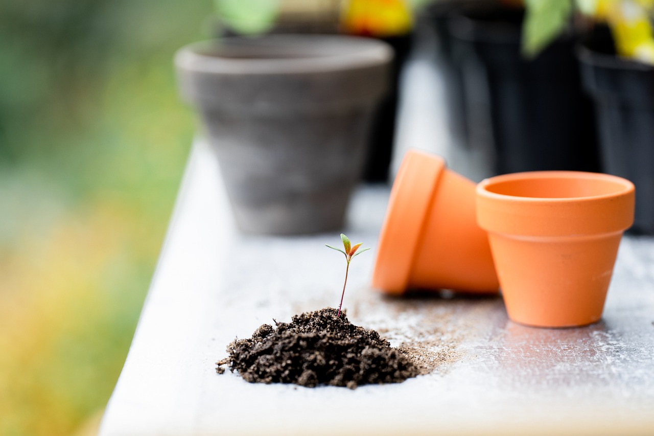 plants nature soil pots tools gardening table garden garden work bloom casting