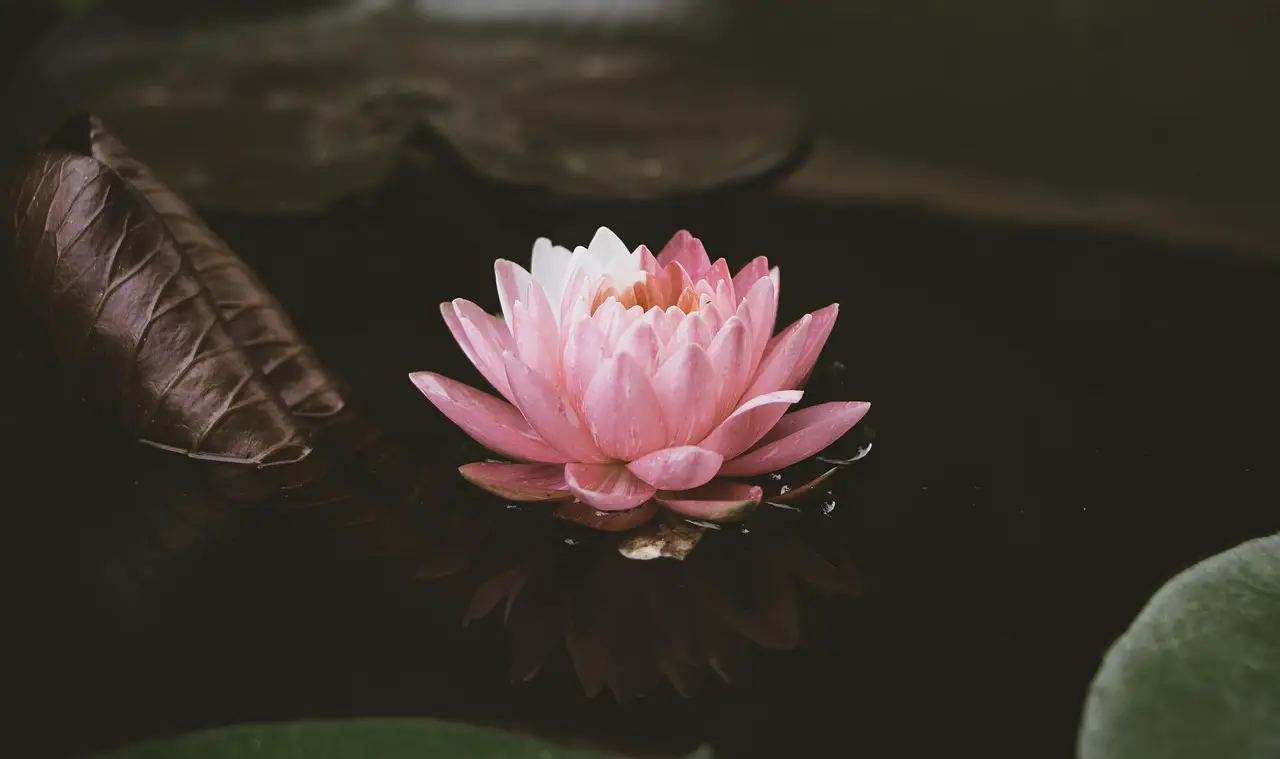 lotus water lily pink flower aquatic plant pond nature bloom flora
