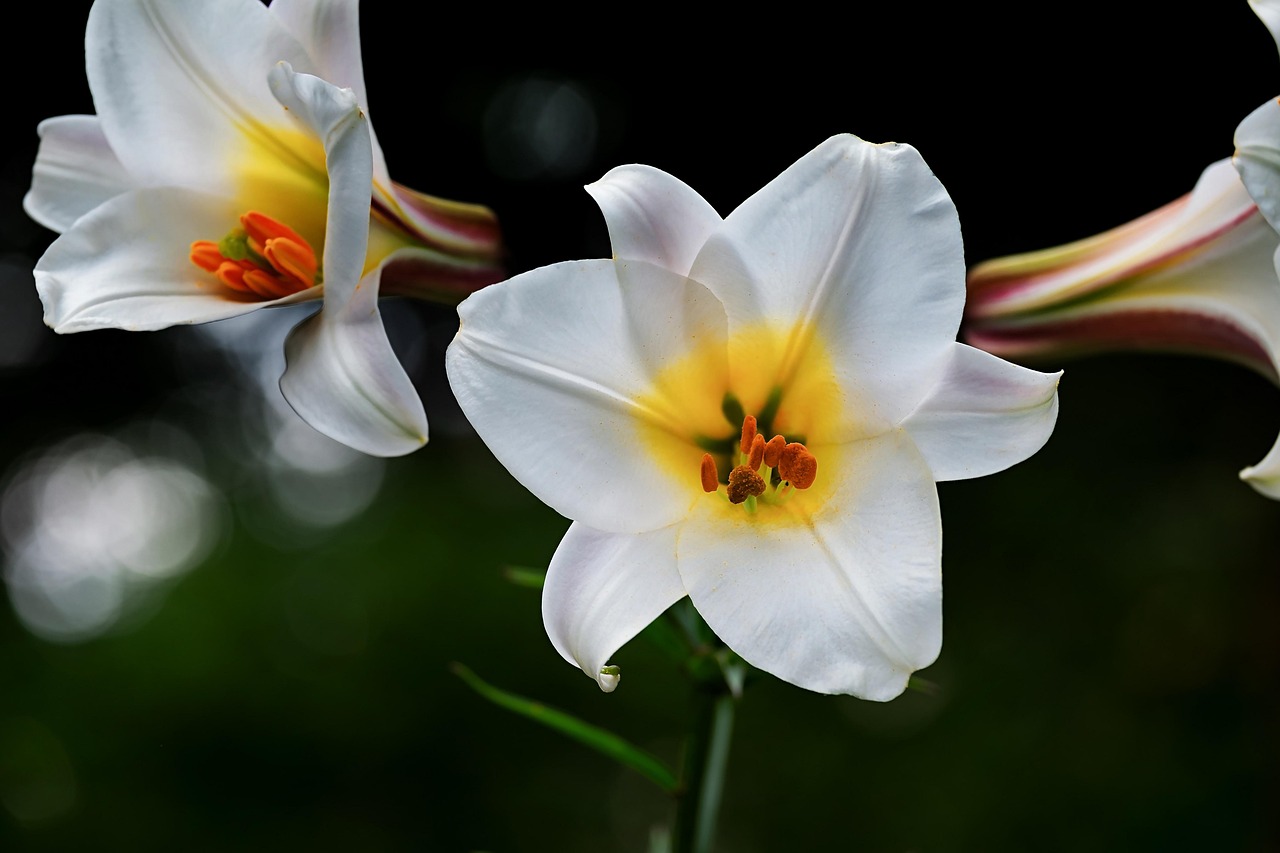 david-lily lily white blossoms lilium davidii plant liliaceae bloom botanical botany decorative flora nature petals