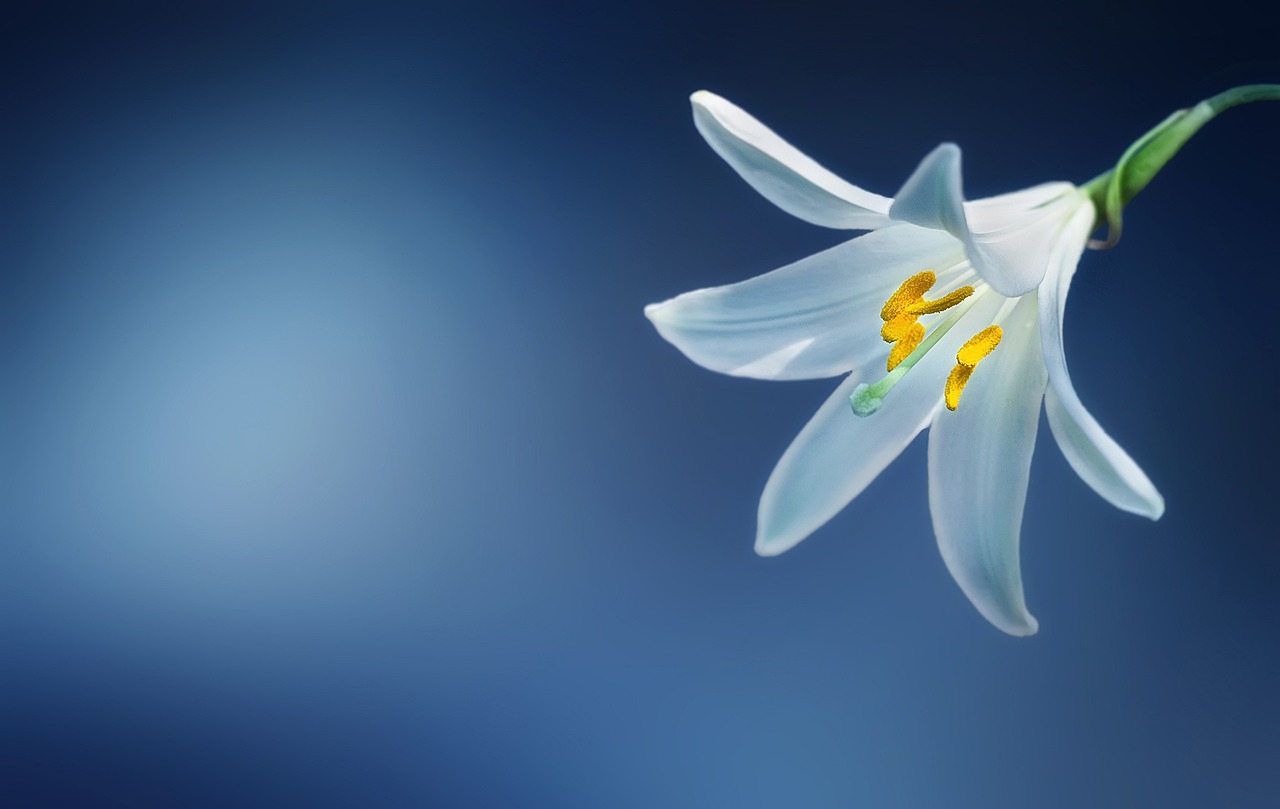 flower lily nature lilium candidum madonna lily lilium white lily white beautiful flower wallpaper bloom blooming blossom blue botanical botany flower background color colored decorative beautiful flowers flora floral petals plant season spring summer blue spring blue flower blue beauty blue summer blue plant blue color blue plants
