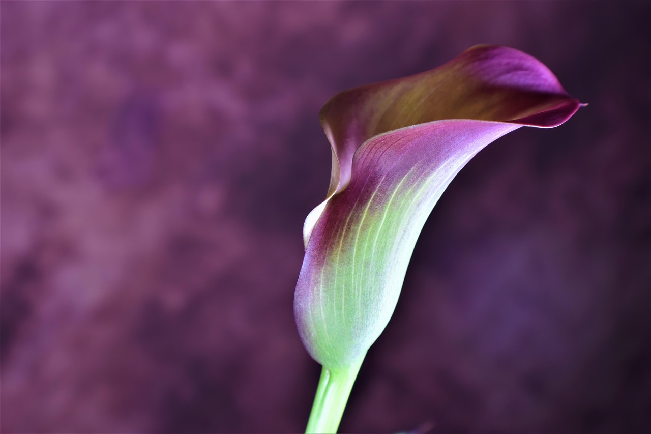 calla lily flower calla flower background lily bloom floral spring garden hd wallpaper nature beautiful flowers flower wallpaper