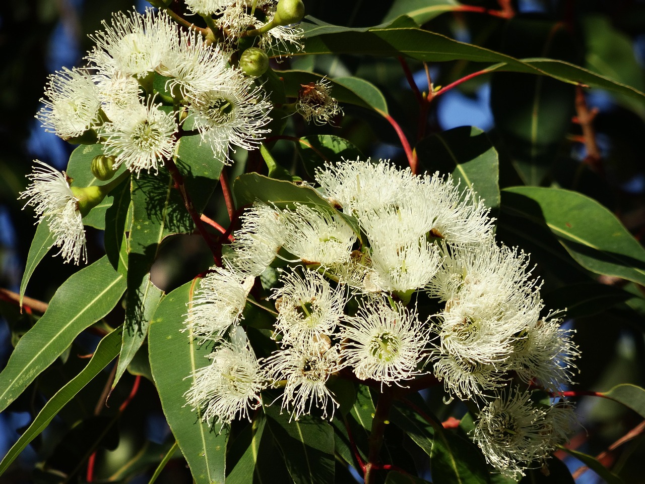 eucalyptus flower australian eucalyptus blooming eucalyptus branches eucalyptus flower eucalyptus flower eucalyptus flower eucalyptus flower eucalyptus flower