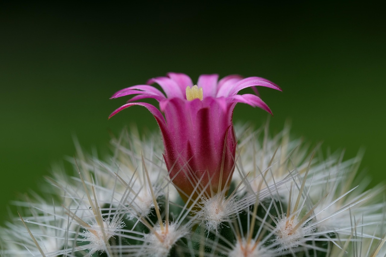 cactus pink flower plant blossom houseplant nature cactus cactus cactus cactus cactus