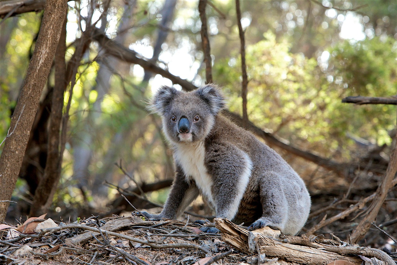 koala marsupial animal fur nature wildlife wild animal wild animal world wildlife photography fauna australian wildlife koala koala koala koala koala