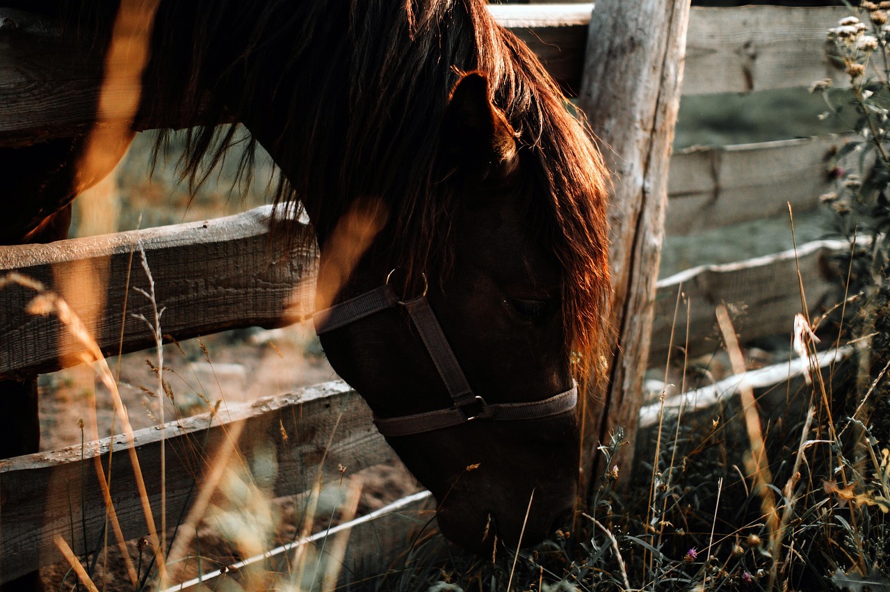 animal mammal horse equine species fauna eating nature grass