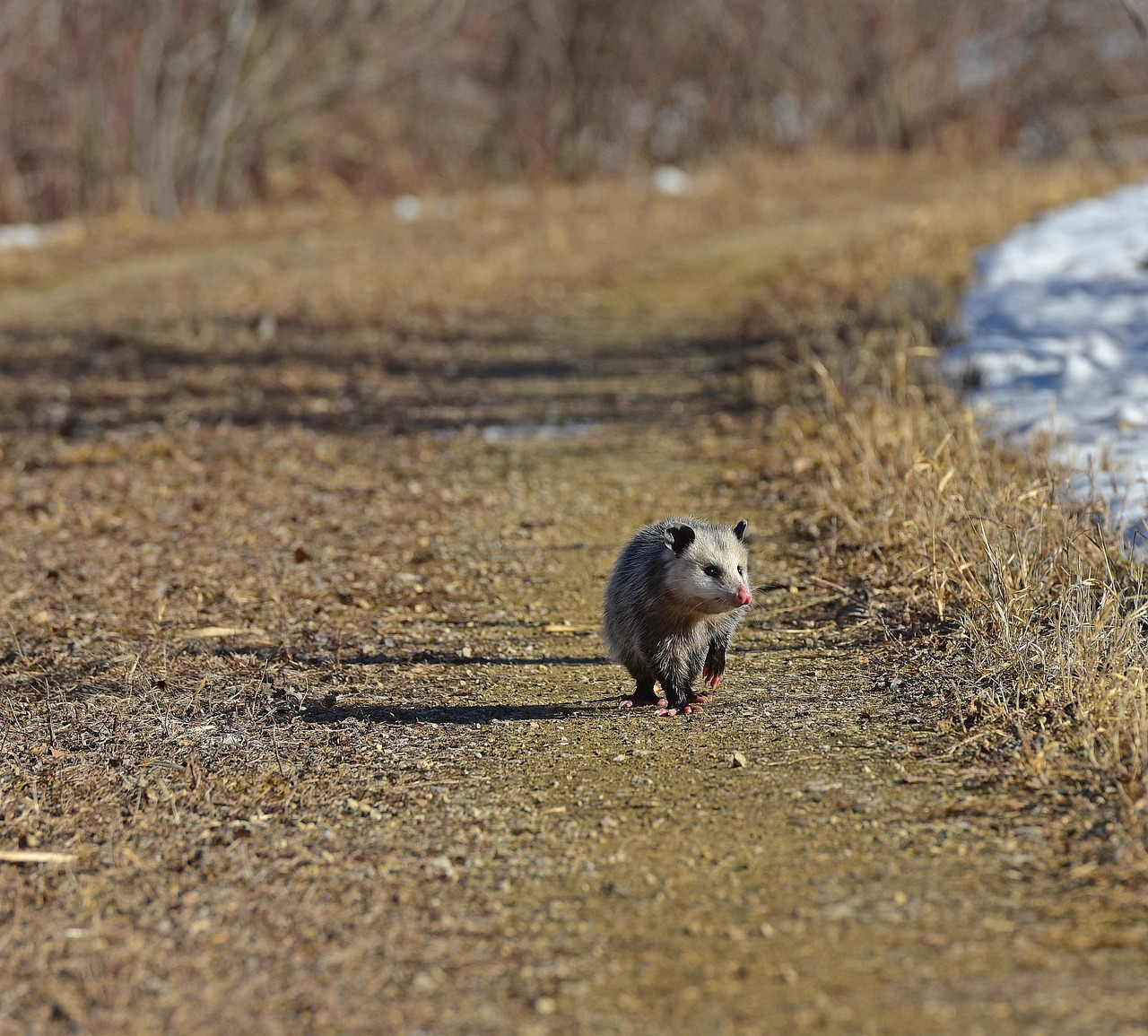 opossum possum animal wildlife wild nature marsupial opossum opossum opossum opossum opossum possum possum possum