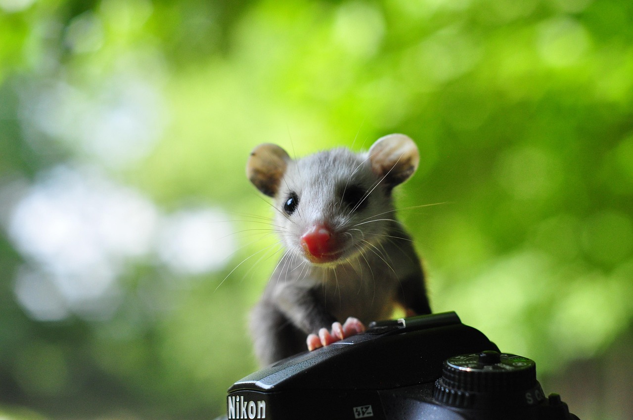 opossum animal wildlife nature marsupial opossum opossum opossum opossum opossum