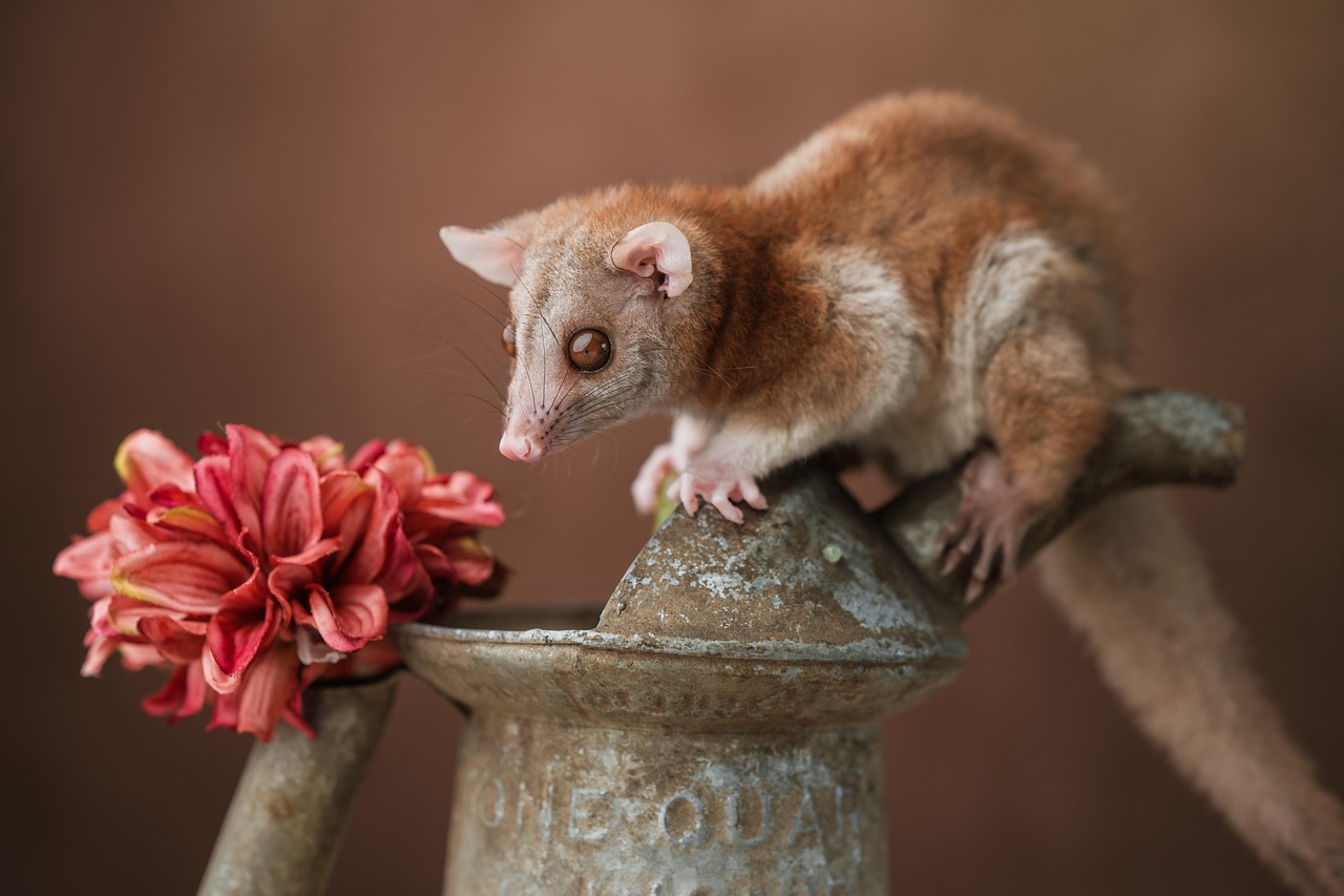 opossum woolly opossum rat mouse nature cute animal portrait