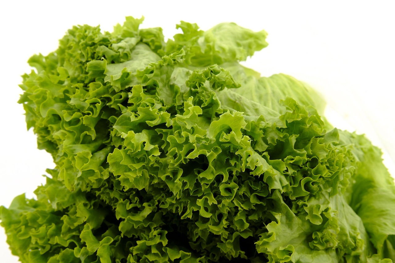 salad leaf lettuce lettuce lamb's lettuce iceberg lettuce head of lettuce vegetables healthy vitamins food nourishment lettuce iceberg lettuce iceberg lettuce iceberg lettuce iceberg lettuce iceberg lettuce
