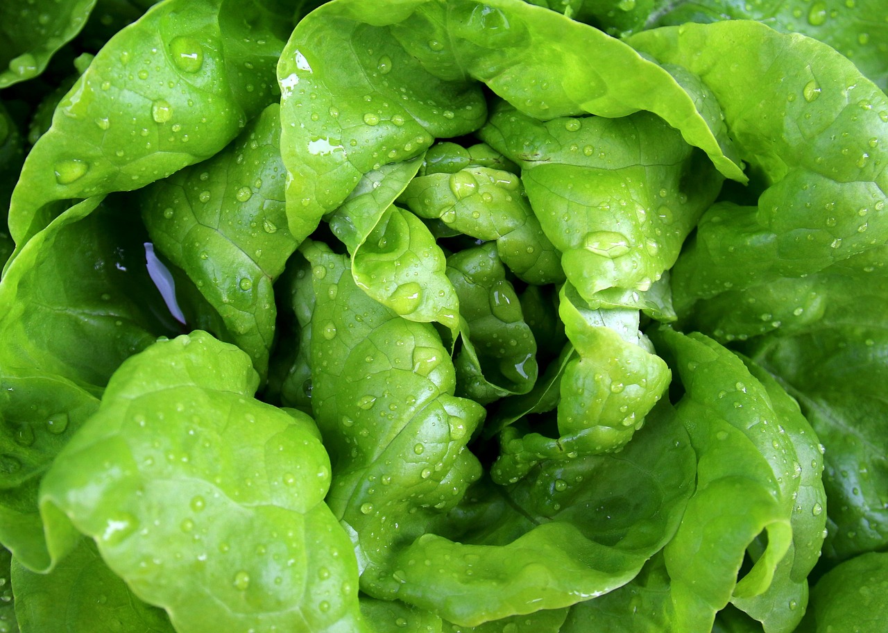 salad leaf lettuce lettuce head of lettuce fresh waterdrop vegetable garden green crisp meal yummy vitamins lettuce lettuce lettuce lettuce lettuce