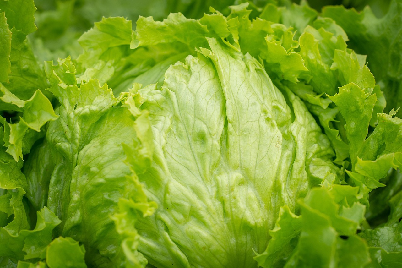 salad head of lettuce ice lettuce iceberg lettuce healthy raw raw food kitchen garden garden vegetables fresh green horticulture vegetable garden nature lettuce leaves close up vegetarian vitamins
