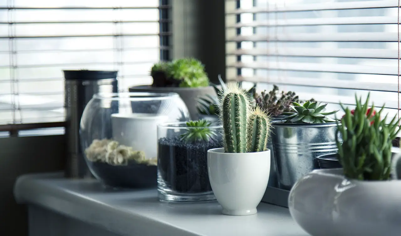 pots plants cactus succulents shelf window nature gardening potted design home interior decor potted plants indoor plants plants plants plants plants plants cactus gardening home home home home indoor plants