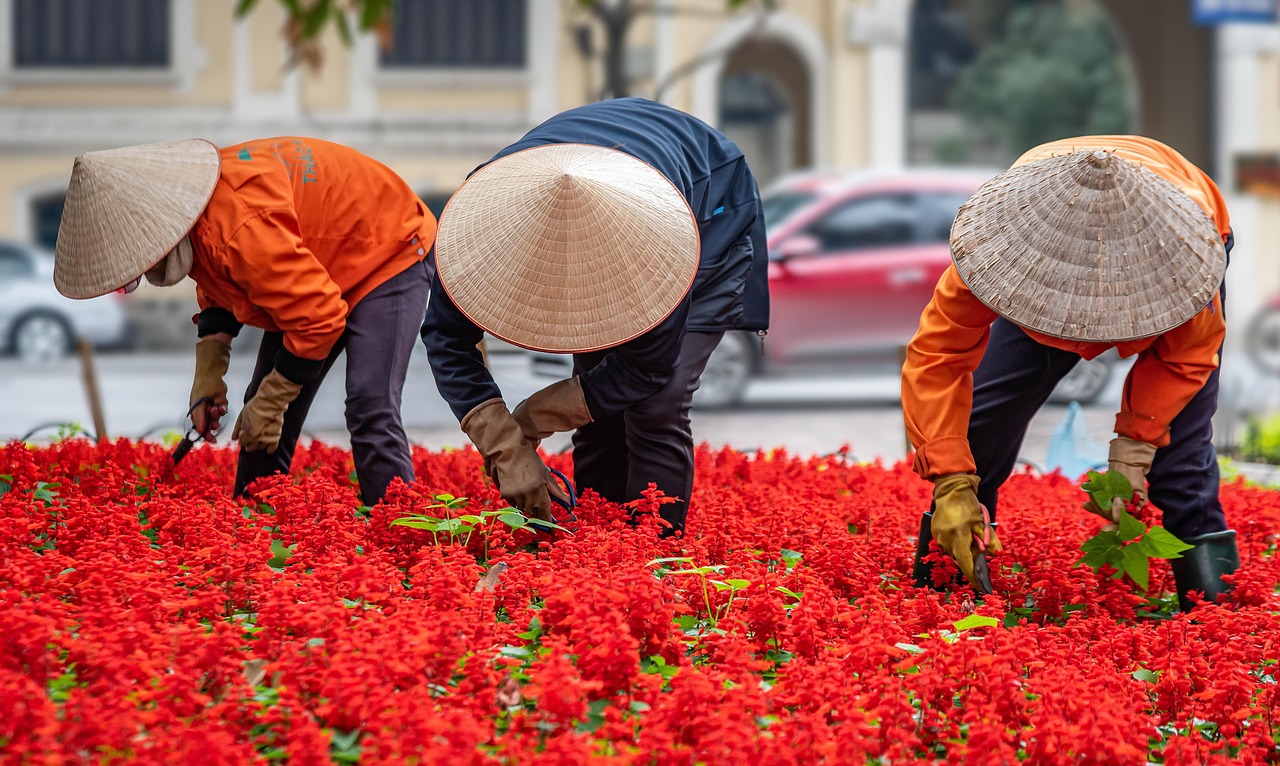 gardening people workers vietnam hanoi asia urban travel street people workers workers vietnam vietnam vietnam vietnam vietnam hanoi hanoi hanoi