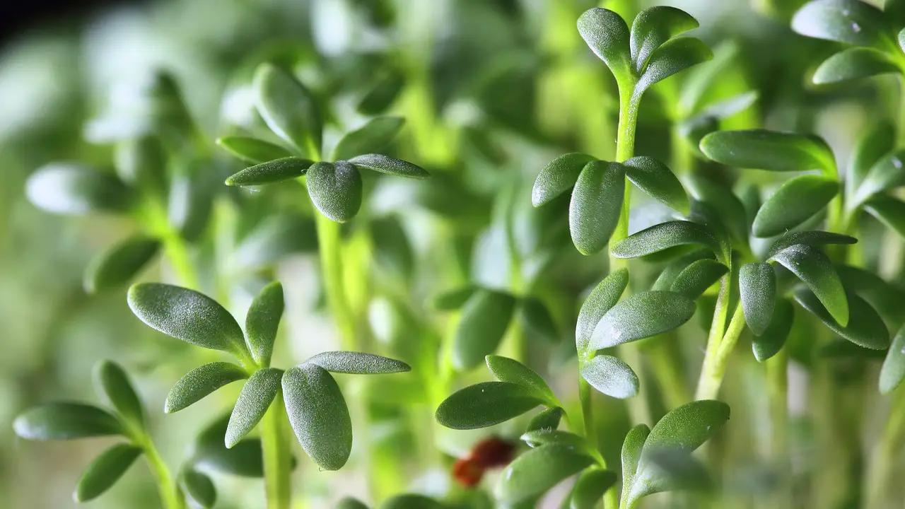 garden cress leaves plant nature cress greenery seedlings edible herb closeup