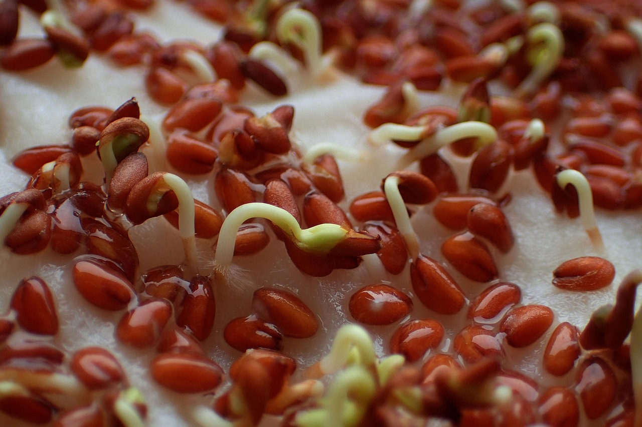 food healthy cress seeds close up germinating cress cress cress cress cress cress