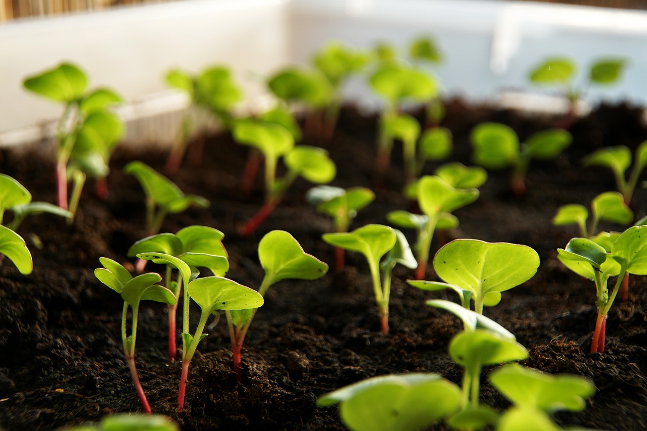 radish plant sprout vegetables cultivation food leaves nature cress radish cress
