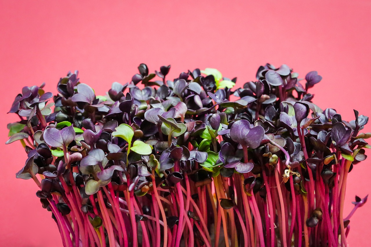 cress garden cress watercress radish cress cress bread garden herbs cress cress cress cress watercress watercress watercress watercress watercress